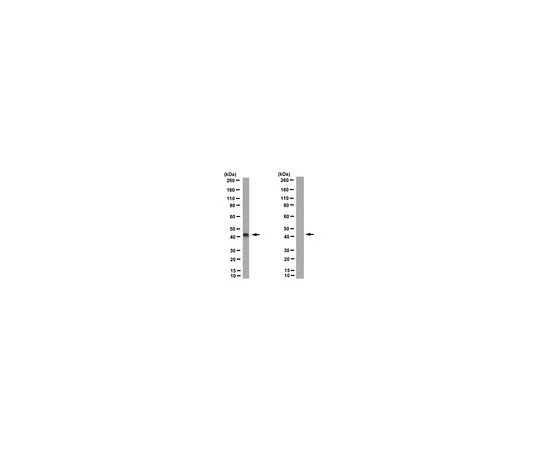 62-8527-40 Anti-Inntag(TM) 5 (IT5) Antibody, clone R19/8-11/18 MAC138