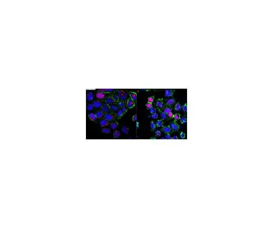 62-8471-60 Anti-phospho-Ubiquitin (Ser65) ABS1513-I