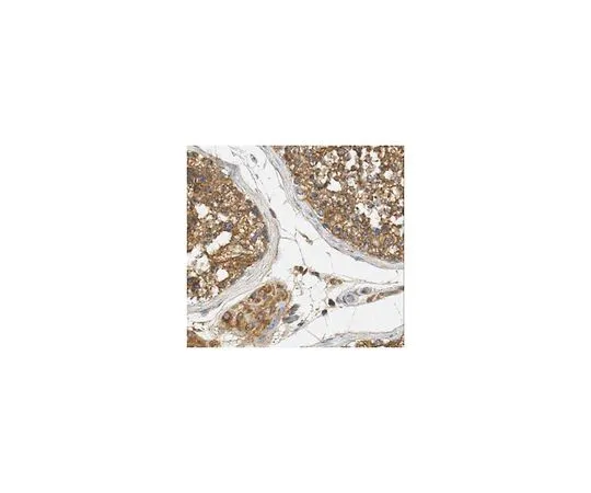 62-8525-91 Anti-Rab5A, clone 7D8.1 MABT182