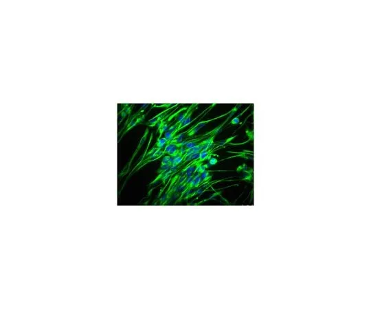 62-8488-99 Anti-Nestin, clone rat-401, Alexa Fluor(R) 488 conjugate MAB353A4