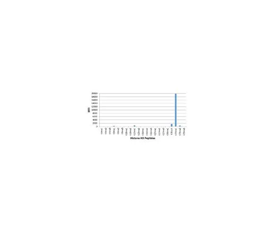 62-8507-12 Anti-monomethyl Histone H3 (Lys79), clone RM147 Antibody MABE643