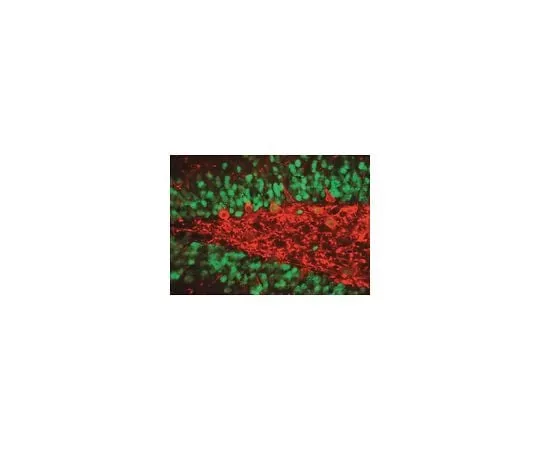 62-8489-17 Anti-NeuN, clone A60; 500 μg MAB377