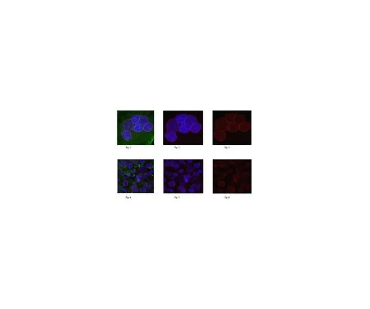 62-8501-22 Anti-Nesprin-2, clone K20-478 MABC86