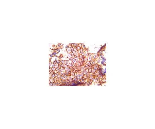 62-8493-95 Anti-EMMPRIN, clone 1S9-2A; 100 μg MAB2623