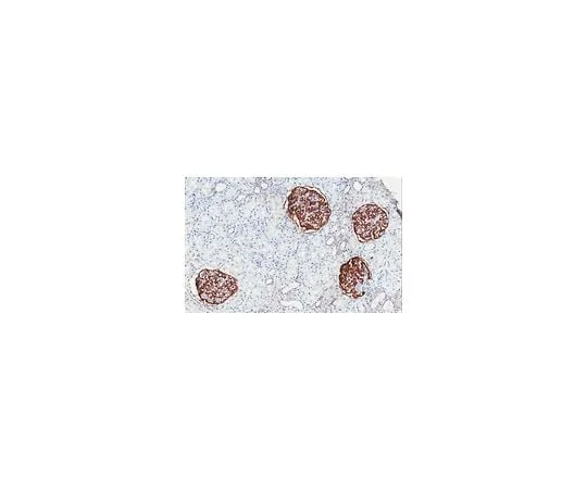 62-8524-15 Anti-GLEPP1/PTPRO Antibody, clone 5C11 MABS1221