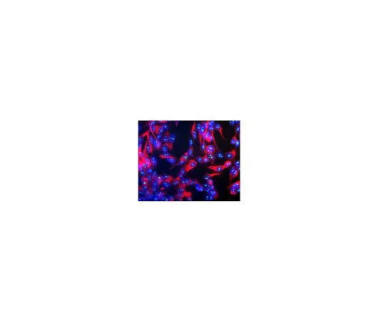 62-8508-65 Anti-Fibrillarin Antibody, clone 38F3 MABE1154