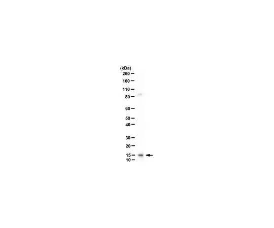 62-8506-20 Anti-H2A (H4R3me2s) Antibody, clone 6G1/1D3 MABE364