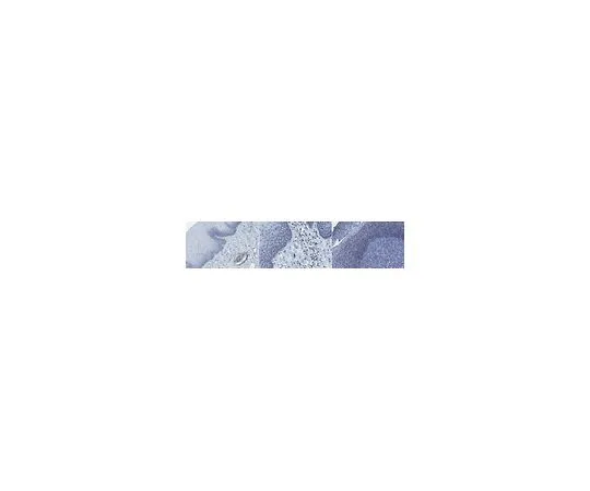 62-8507-27 Anti-PHF1 Antibody, clone 12C2.1 MABE676