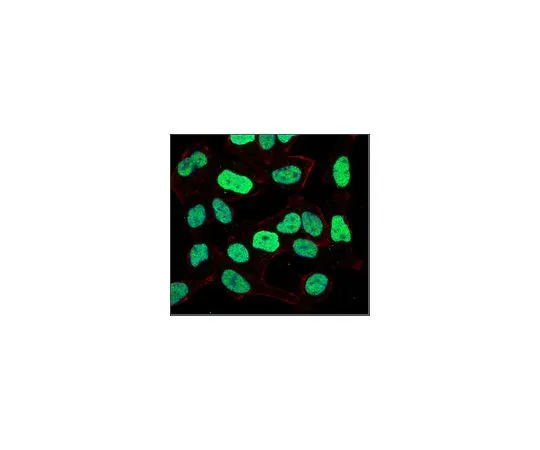 62-8507-71 Anti-E3 ubiquitin-protein ligase UHRF1, clone 7C8 MABE945