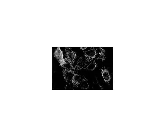 62-8494-54 Anti-Cytokeratin 18, clone RGE53; 100 μg MAB3234