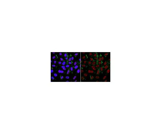 62-8508-29 Anti-APE/Ref-1 Antibody, clone 13B8E5C2 MABE1068