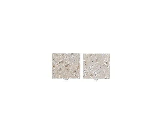 62-8516-78 Anti-Limk1 MABN118