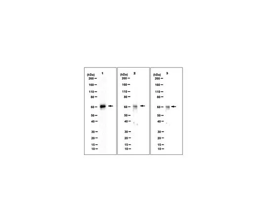 62-8507-54 Anti-Ikaros, clone Ik14 MABE913