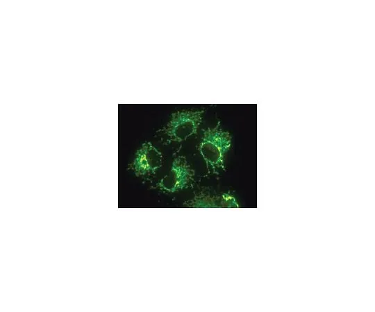 62-8490-63 Anti-Mitochondria, surface of intact mitochondria, clone 113-1; 100 μL MAB1273