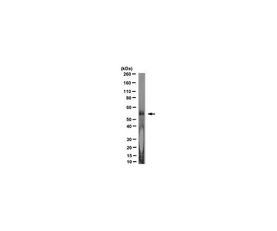 62-8521-27 Anti-C9ORF72/C9RANT (poly-AP) Antibody, clone 14E2 MABN1790