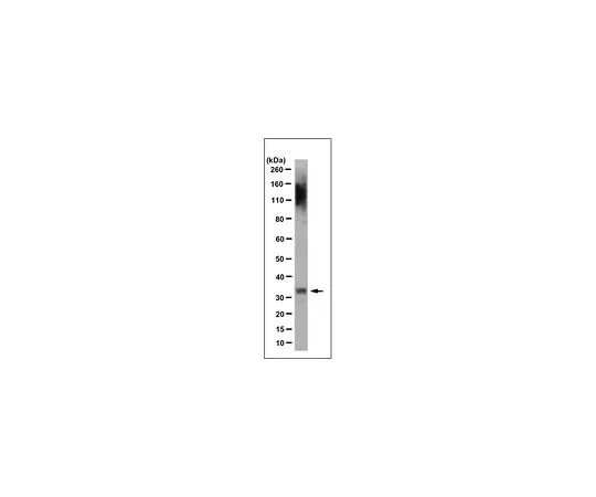 62-8516-86 Anti-PITX3 Antibody, clone 12G4.1 MABN128