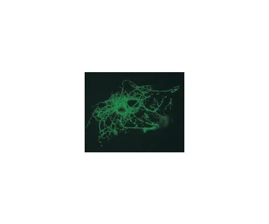 62-8488-65 Anti-Oligod***rocytes, clone CE-1; 100 μL MAB328