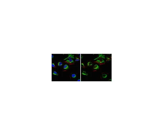 62-8500-18 Anti-Caspase-8 (active form p18 subunit), clone 2B12.1; 200 μg MAB10754