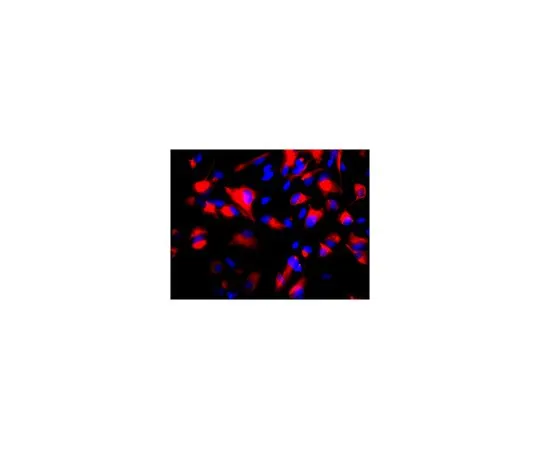 62-8497-60 Anti-Nestin, clone 10C2, Cy3 conjugate; 100 μL MAB5326C3
