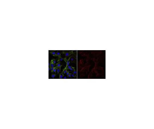 62-8488-79 Anti-Galactocerebroside Antibody, clone mGalC Antibody, Alexa Fluor(R) 647 conjugate MAB342-AF647