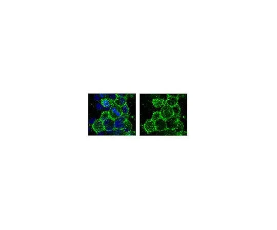 62-8488-84 Anti-O4, clone 81 (also referred to in the literature as mAB O4); 50 μg MAB345