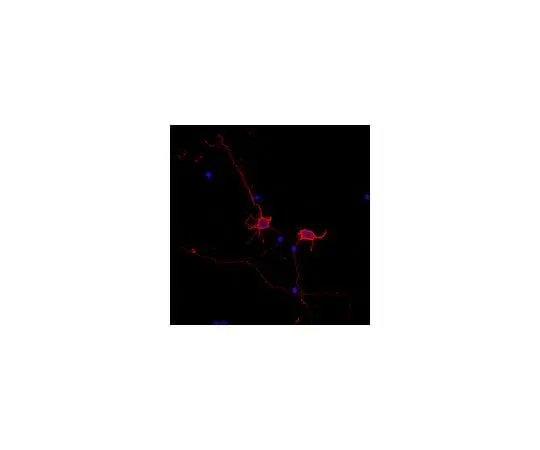 62-8468-91 Neuro-Chrom(TM) Pan Neuronal Marker - Rabbit; 100 μL ABN2300