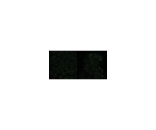 62-8503-99 Anti-N-Myc Interactor Antibody, clone 16E9.2 MABC1235