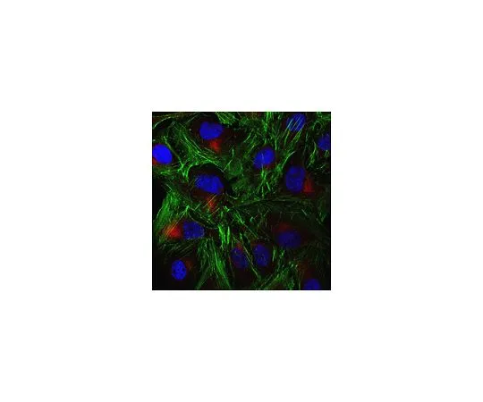 62-8513-10 Anti-TAP2 Antibody, clone 429.4 MABF945