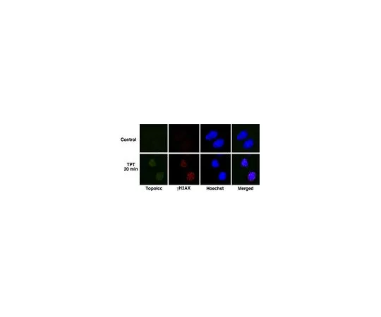 62-8508-39 Anti-Topoisomerase I-DNA Covalent Complexes, clone 1.1A MABE1084
