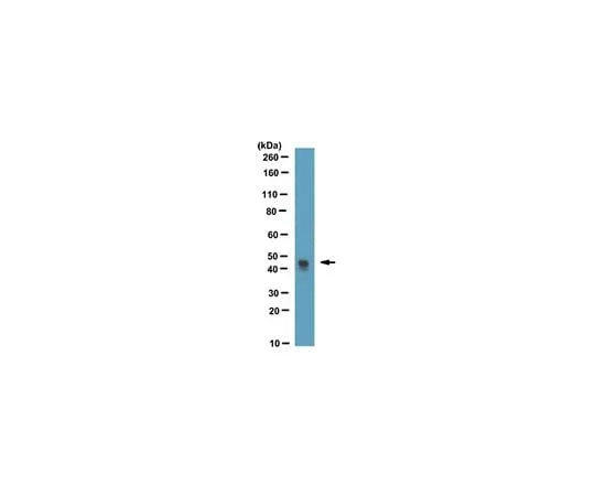 62-8527-36 Anti-HSV•Tag(R) Antibody, clone HSV 78, Cat. No. MAC123 MAC123