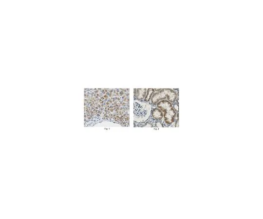 62-8502-26 Anti-Pex3 Antibody, clone 14F3.2 MABC550