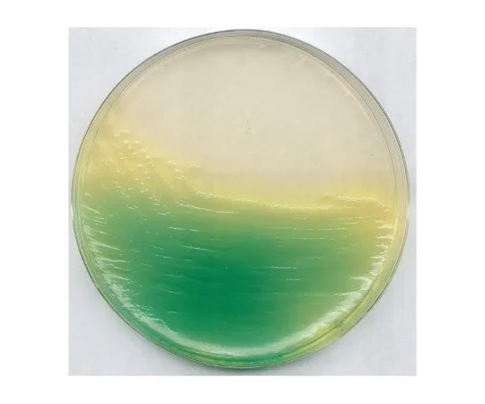 61-0205-83 KING Agar B Basal Medium (Dansk Standard) for Microbiology 110991 500G 1.10991.0500