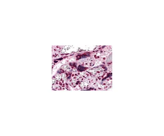 62-8509-19 Anti-CSF1, clone 2D10 MABF191