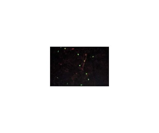 62-8499-63 Anti-Cytomegalovirus, clone 12D10; 100 μL MAB8770
