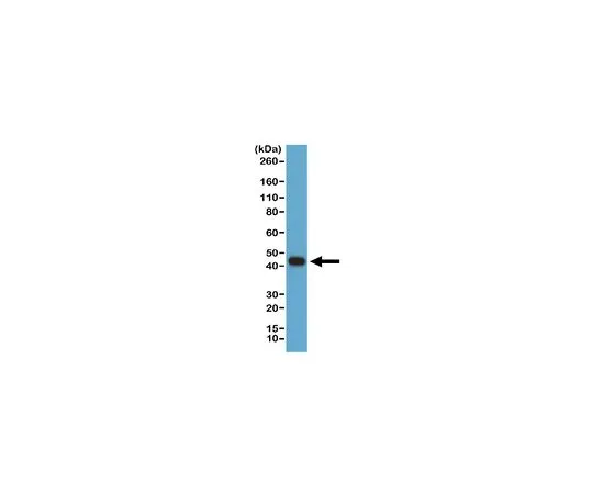 62-8526-84 Anti-beta-Actin Antibody, clone RM112 MABT523