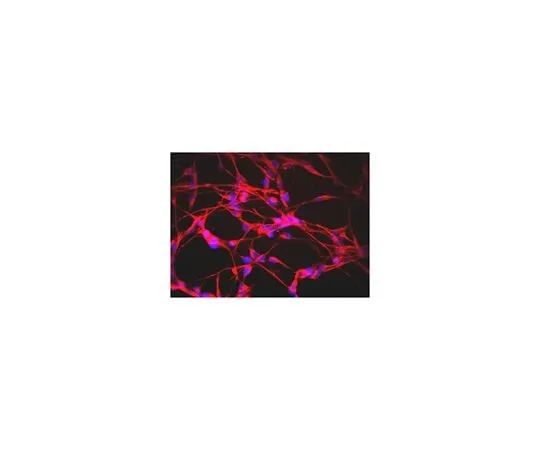 62-8489-01 Anti-Nestin, clone rat-401, Biotin Conjugate MAB353B