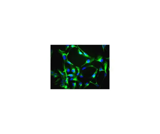 62-8497-58 Anti-Nestin, clone 10C2, Alexa FluorR 488 conjugate; 100 μL MAB5326A4