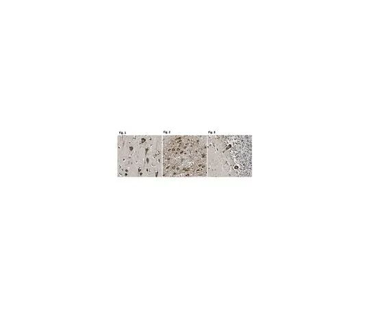 62-8473-50 Anti-Cadherin-11/OB Cadherin ABT283