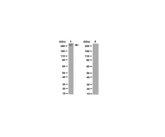 62-8521-43 Anti-phospho-Filamin-A (Ser2152) Antibody, clone PS2 MABN1834
