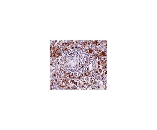 62-8473-73 Anti-EBI3 ABT338