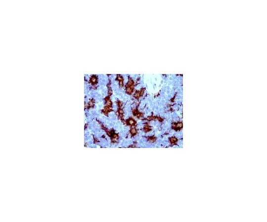 62-8516-66 Anti-Iba1/AIF1; 100 μg MABN92