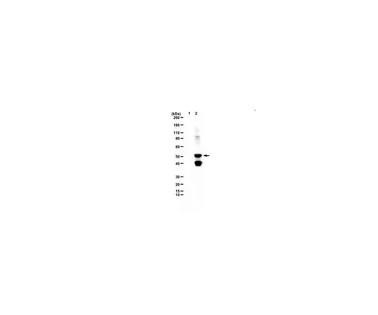 62-8472-19 Anti-Methyl-Glutamine ABS2185