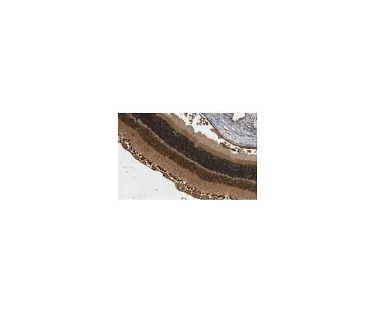 62-8473-99 Anti-Aggrecan ABT1373