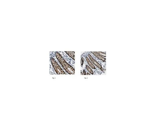 62-8526-41 Anti-Muc4, clone 8G7 MABT395