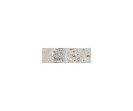 62-8519-63 Anti-Semaphorin 3A Antibody, clone Sema-3A MABN783