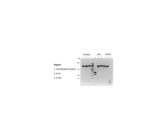 62-8531-69 CpGenome 5-mC and 5-hmC DNA Standard Set S8005