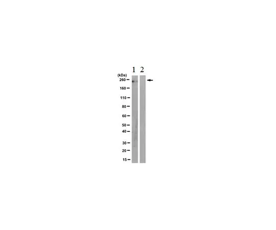62-8506-11 Anti-phospho-RNAPII (Tyr1) Antibody, clone 3D12 Cat. No. MABE350 MABE350