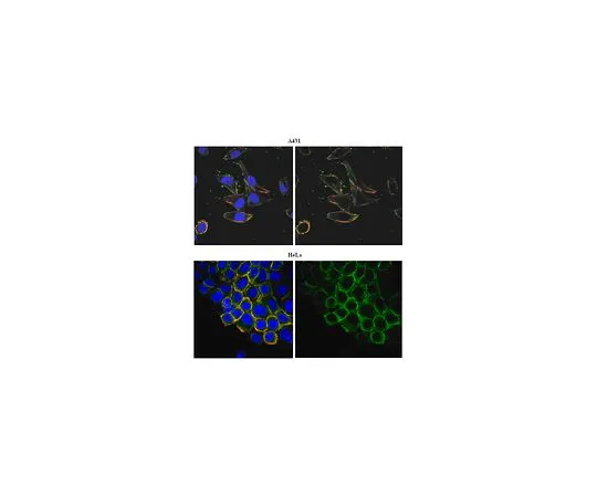 62-8521-78 Anti-PORCN, clone 15G12.1; 100 μL MABS21