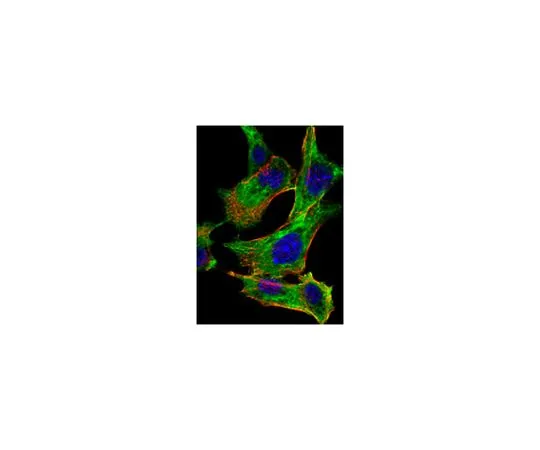 62-8506-96 Anti-CHUK, clone 3G12H9 Antibody MABE628
