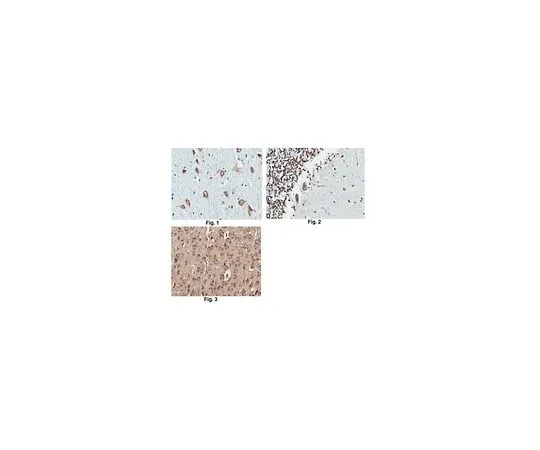 62-8503-36 Anti-PKCζ Antibody, clone 14B12.3 MABC946